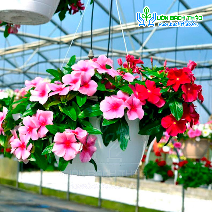 Hạt Giống Hoa Dừa Cạn Rũ Nhiều Màu FVN