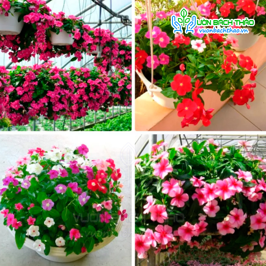 Hạt Giống Hoa Dừa Cạn Rũ Nhiều Màu FVN