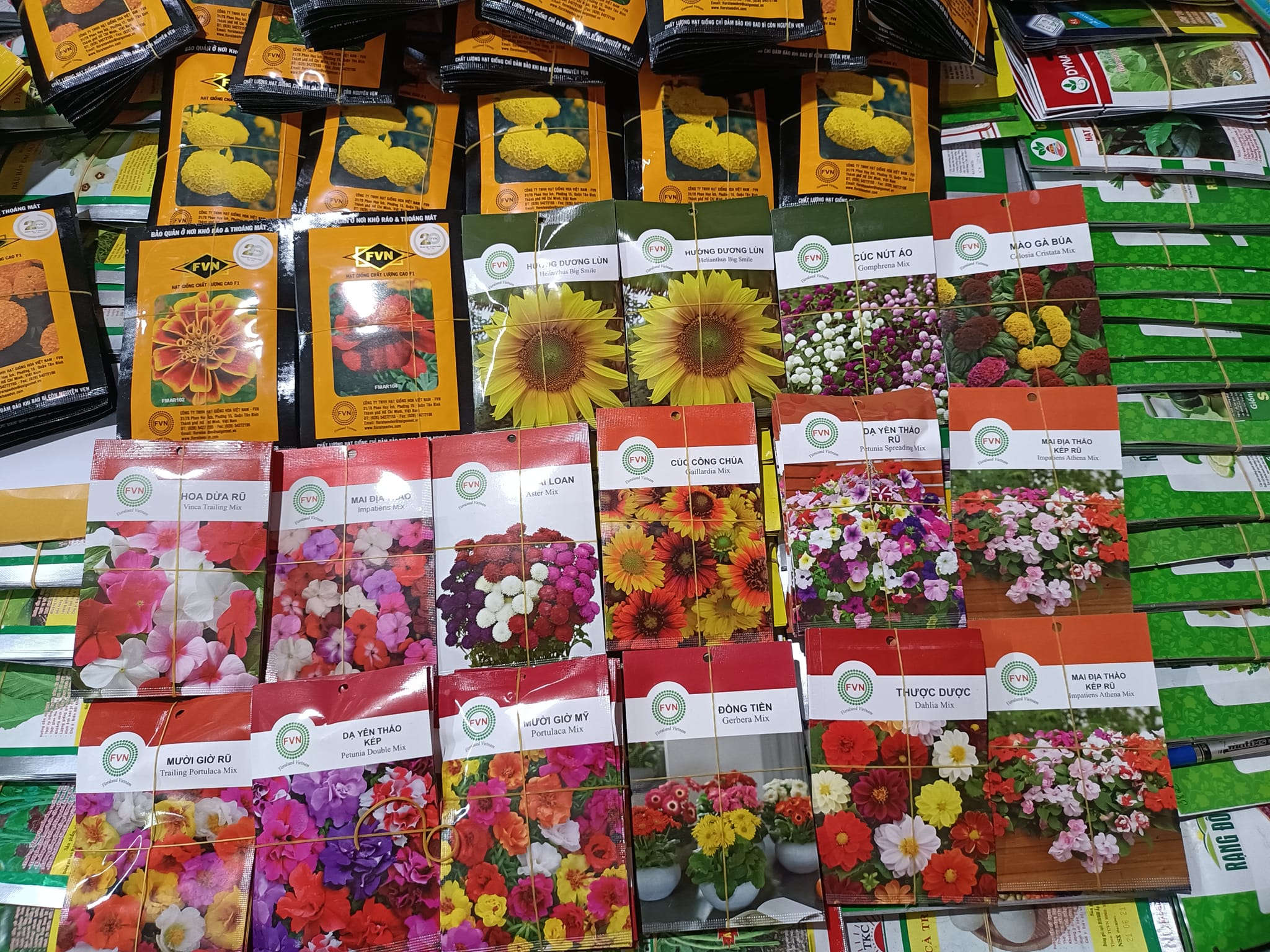 Hạt Giống Hoa Cúc Lá Nhám Kép Nhiều Màu FVN