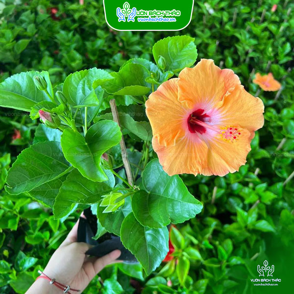 Cây Bông Bụp Thái Cánh Đơn