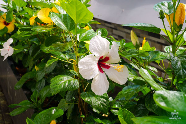 Cây Bông Bụp Thái Cánh Đơn