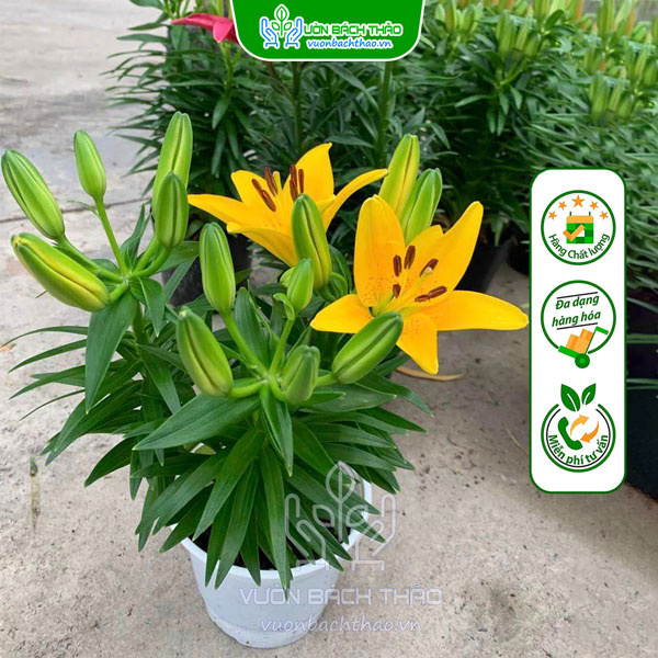 Hoa Ly Lùn Trưng Tết