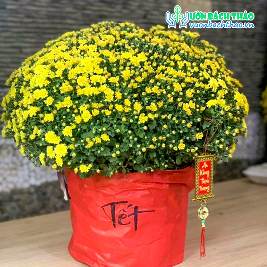 Hoa Cúc Mâm Xôi Trang Trí Tết | Vườn Bách Thảo