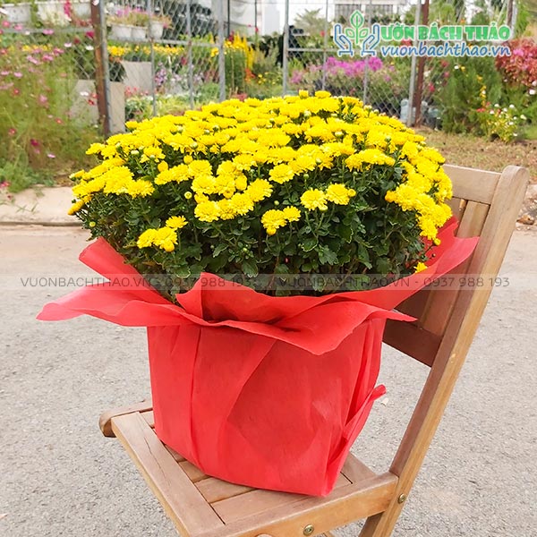 Hoa Cúc Mâm Xôi Trang Trí Tết