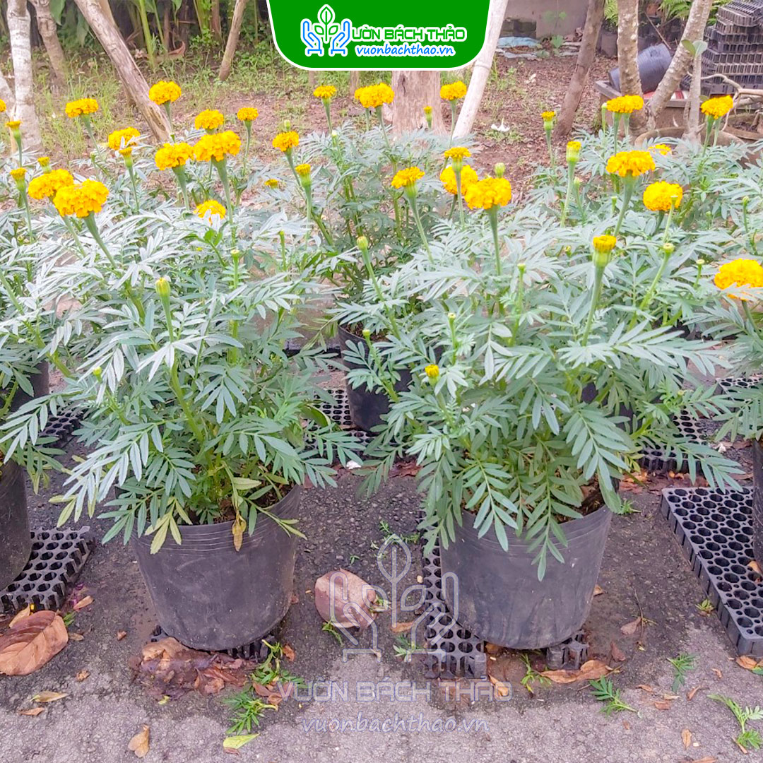 Cặp Hoa Cúc Vạn Thọ