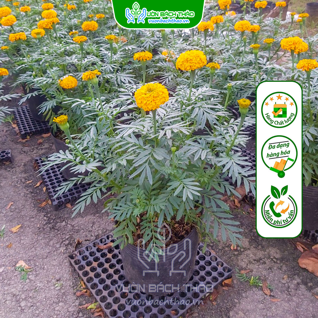 Cặp Hoa Cúc Vạn Thọ