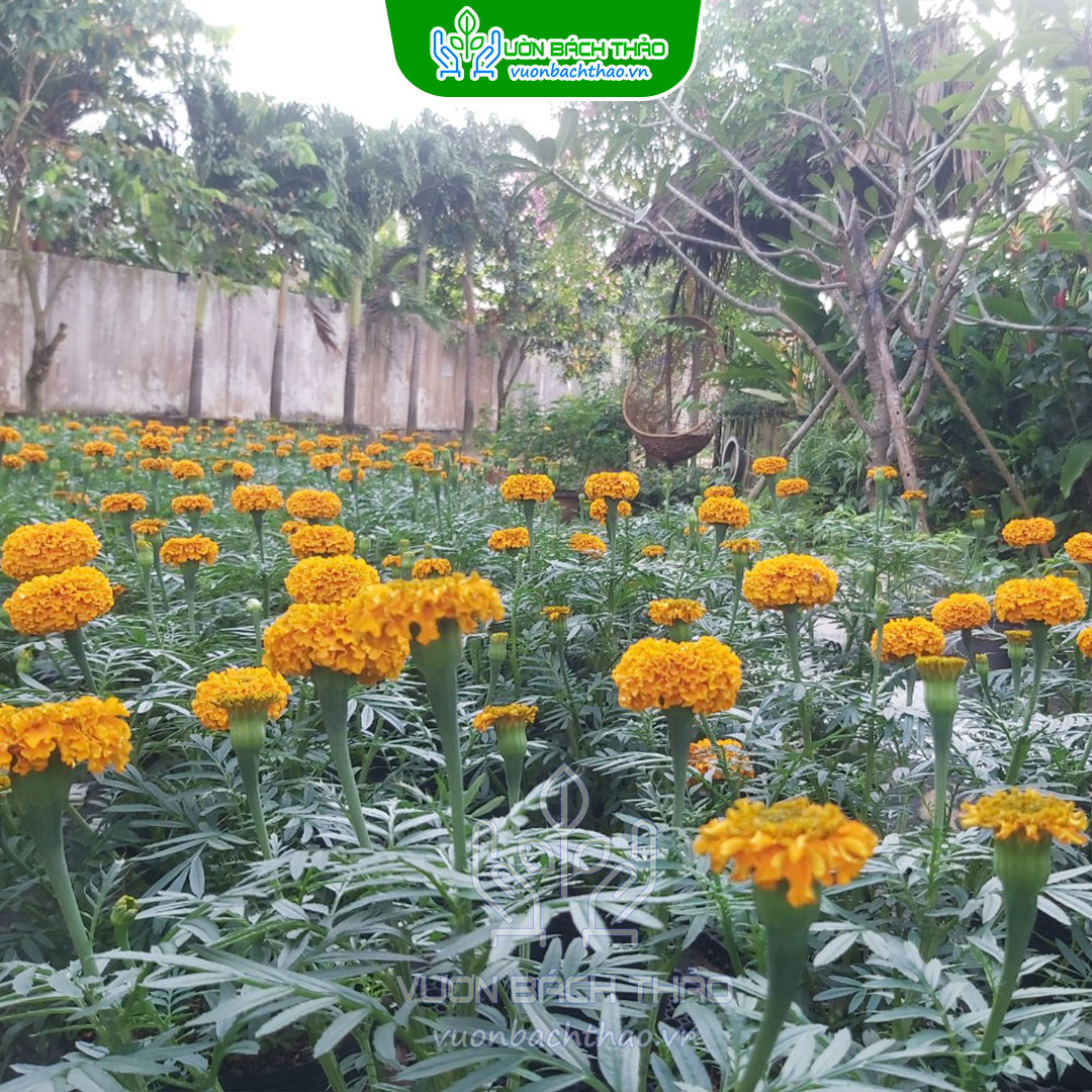 Cặp Hoa Cúc Vạn Thọ