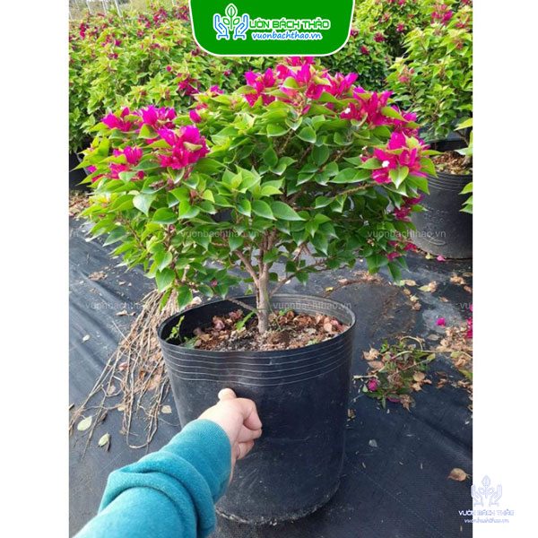 Cây Bông Giấy Mỹ