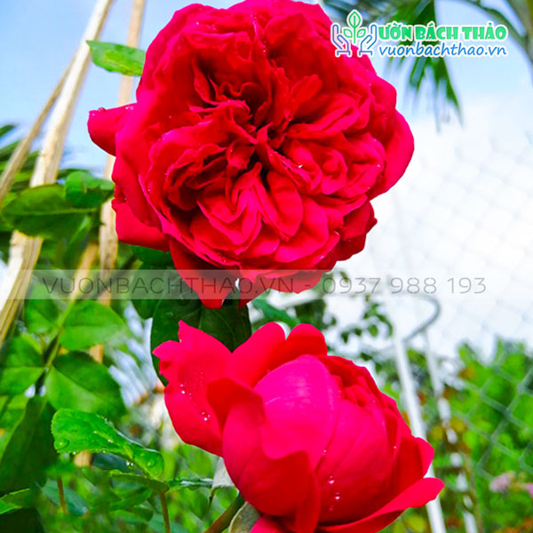 Cây Hoa Hồng Ngoại Red Eden (Hồng Leo Pháp)