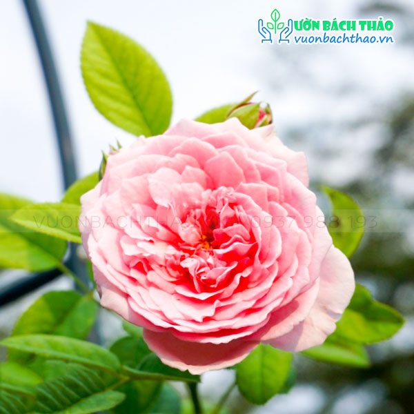 Cây Hoa Hồng Spirit of Freedom