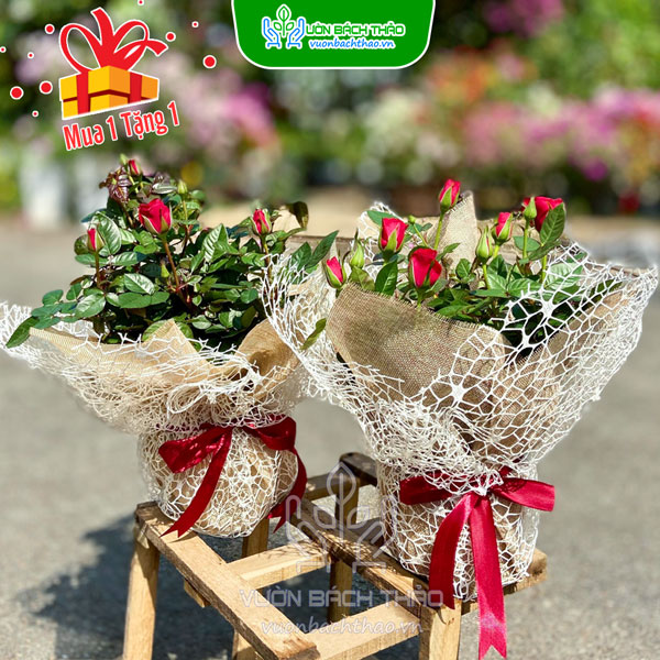 Hoa Hồng Tỉ Muội Quà Tặng