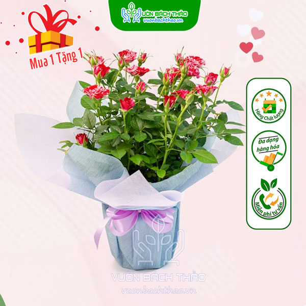 Hoa Hồng Tỉ Muội Quà Tặng