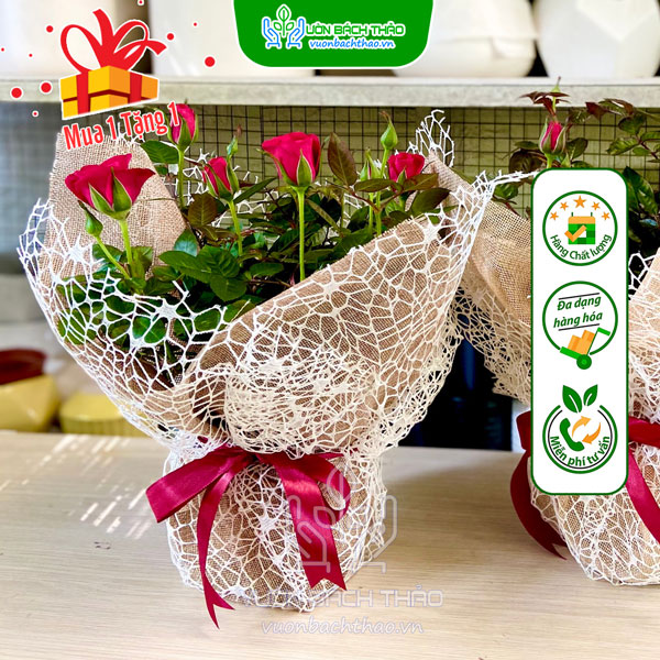 Hoa Hồng Tỉ Muội Quà Tặng