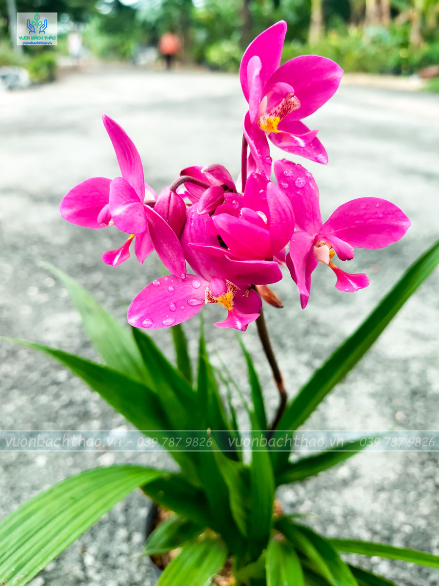 Cây Lan Chu Đinh (Địa Lan)