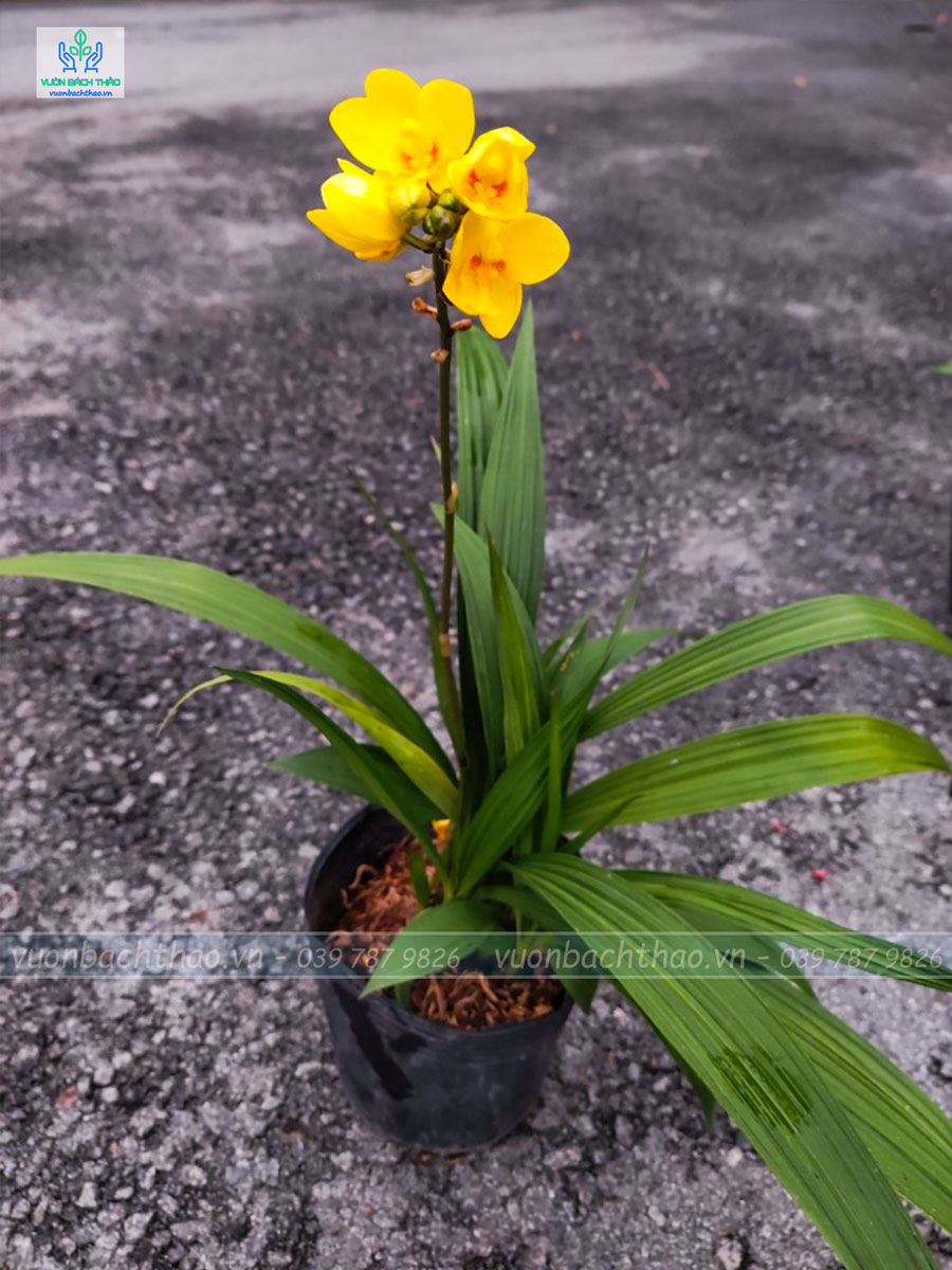 Cây Lan Chu Đinh (Địa Lan)