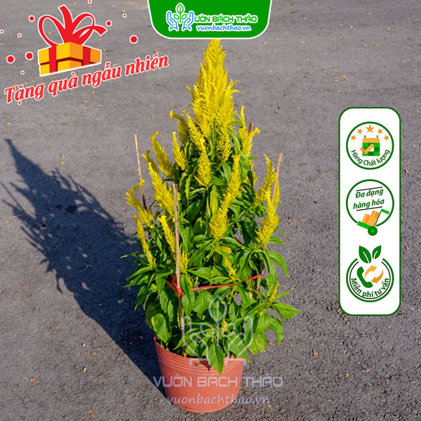 Hoa Mào Gà Đuôi Phụng