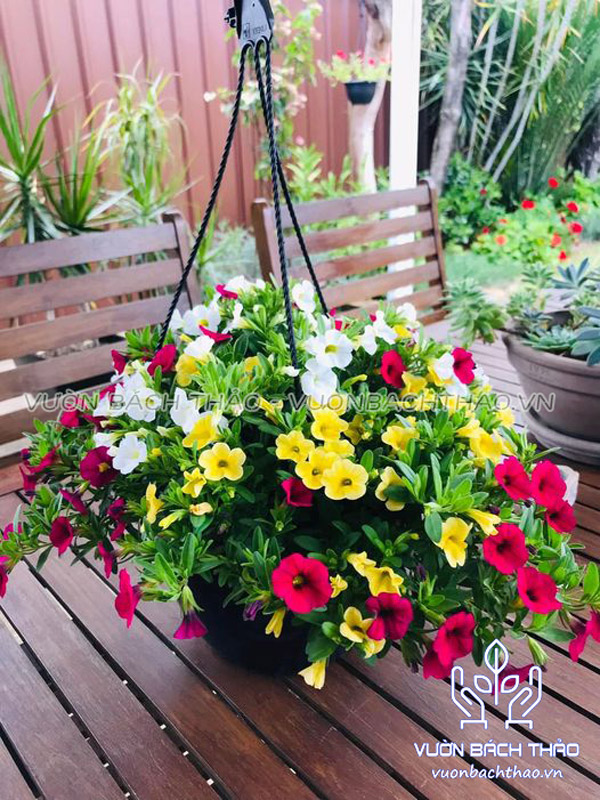 Hoa Triệu Chuông Chậu Treo