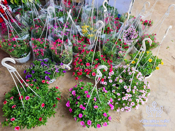 Hoa Triệu Chuông Chậu Treo