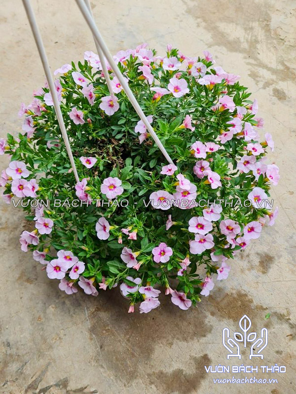 Hoa Triệu Chuông Chậu Treo