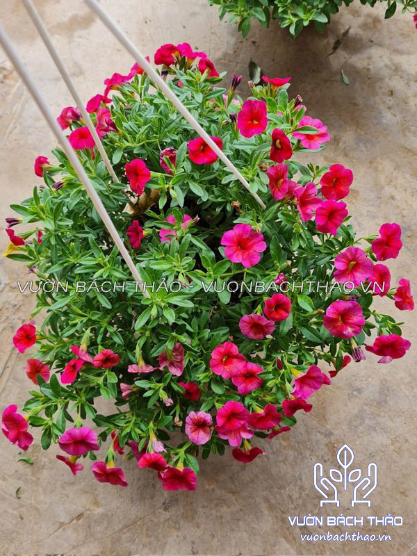 Hoa Triệu Chuông Chậu Treo