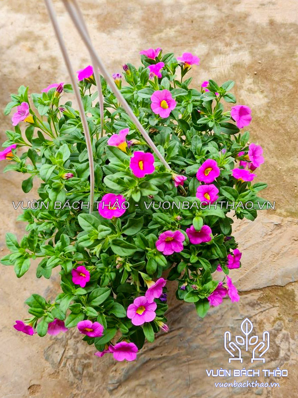 Hoa Triệu Chuông Chậu Treo