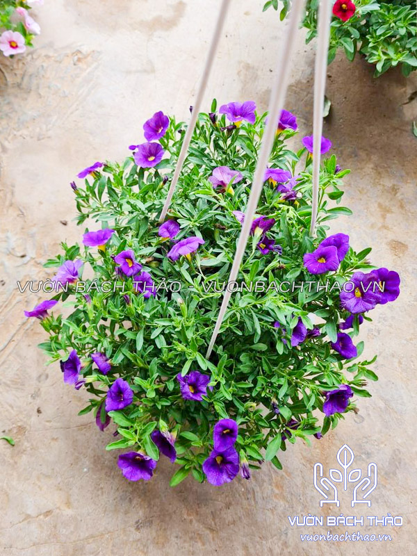 Hoa Triệu Chuông Chậu Treo