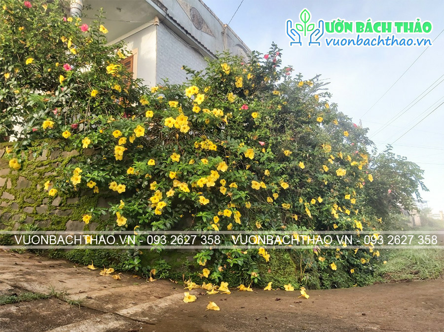 Cây Huỳnh Anh Lá Lớn