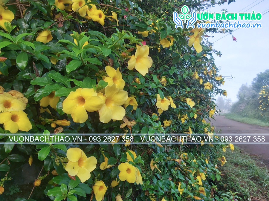 Cây Huỳnh Anh Lá Lớn