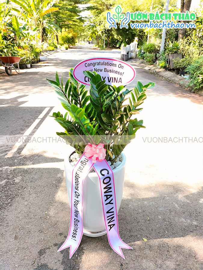 Cây Kim Tiền Tặng Khai Trương, Tân Gia, Khởi Công, Động Thổ