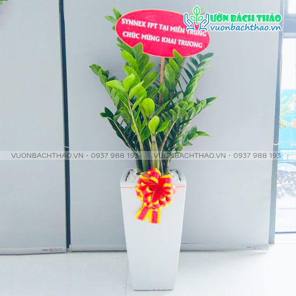 Cây Kim Tiền Tặng Khai Trương, Tân Gia, Khởi Công, Động Thổ