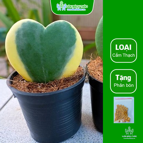 Cây Lan Cẩm Cù Lá Tim