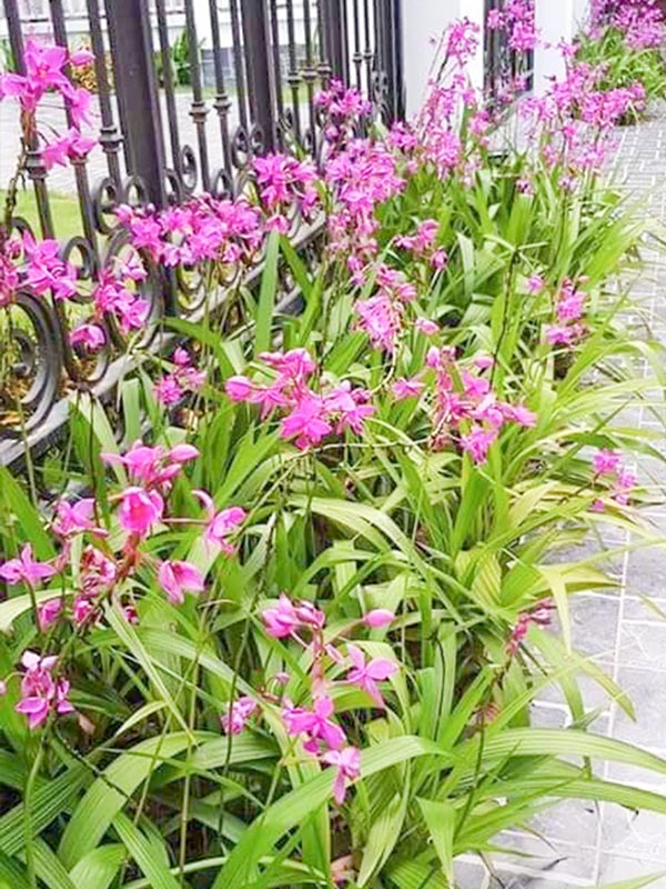 Cây Lan Chu Đinh (Địa Lan)