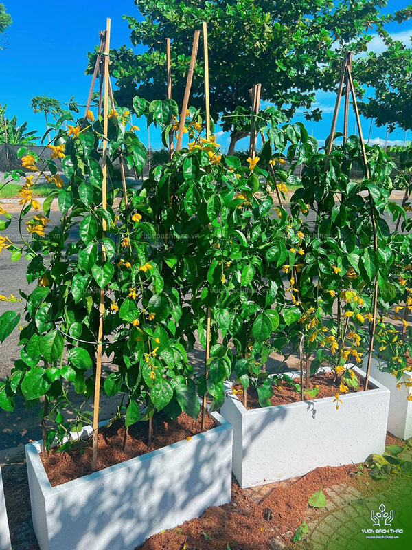 Cây Lan Hoàng Dương Chậu Treo