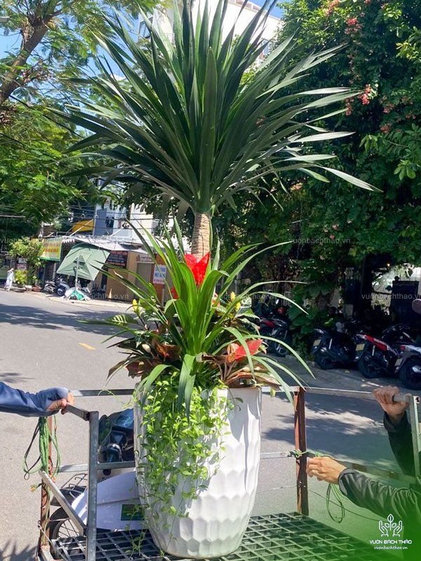 Cây Phát Tài Núi Tặng Khai Trương