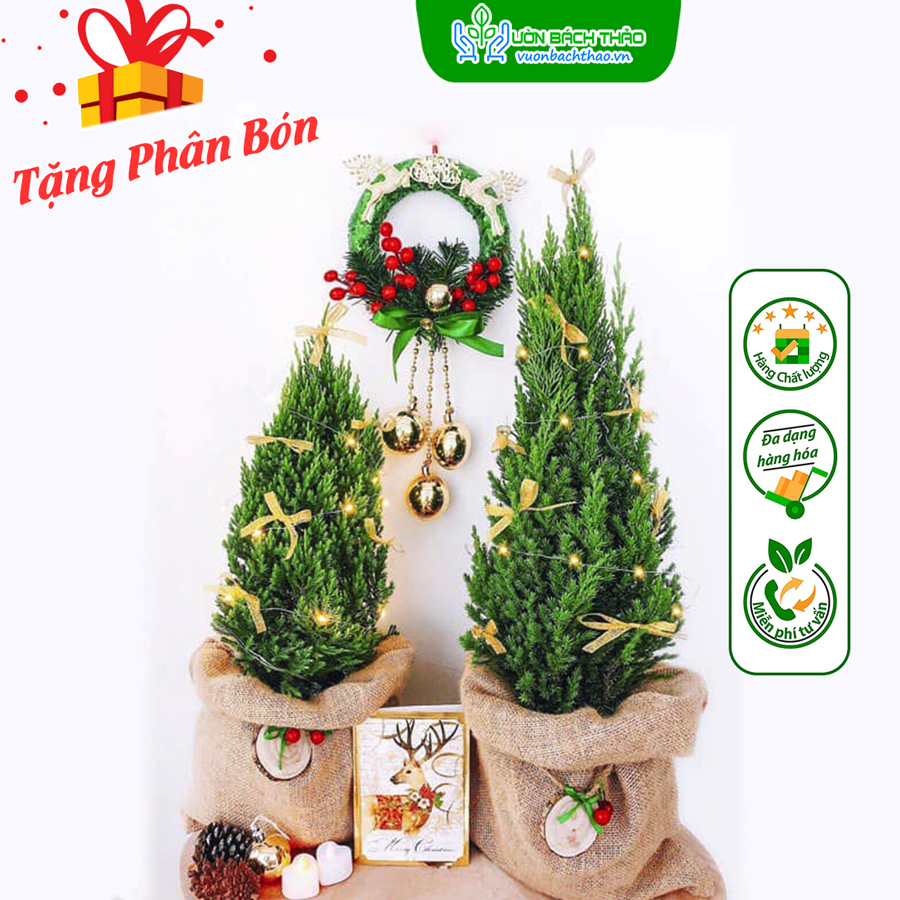 Cây Sơn Tùng Trang Trí Noel