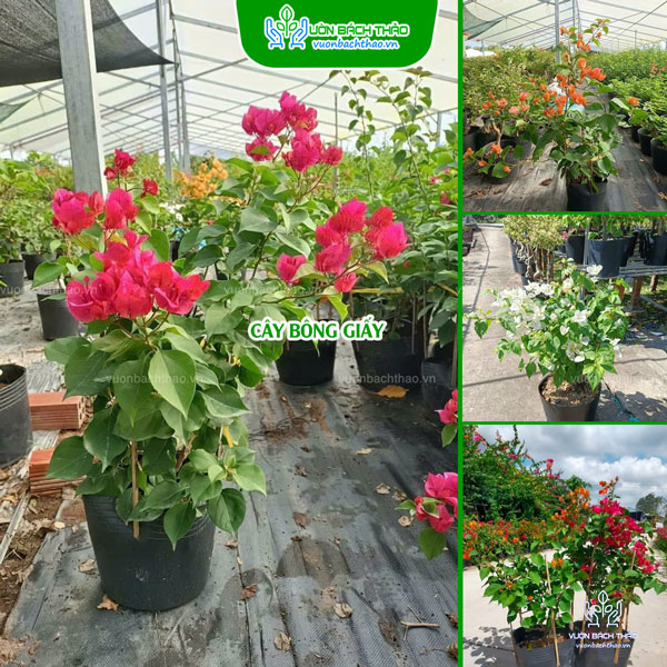 Cây Hoa Bông Giấy