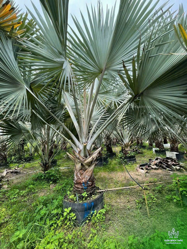 Cây Kè Bạc - Smarckia Nobilis