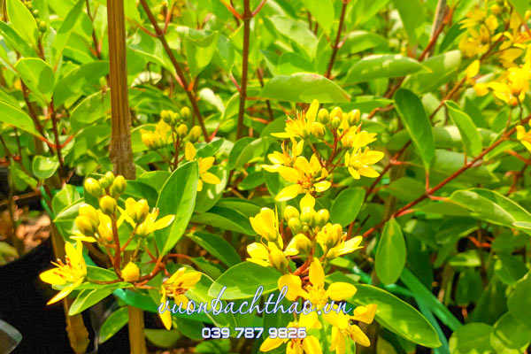 Cây Kim Đồng Vàng (Cây Mai Nhật)