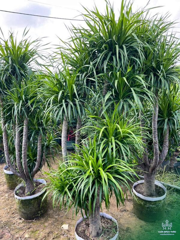 Cây Phát Tài Núi (Đại Lộc)