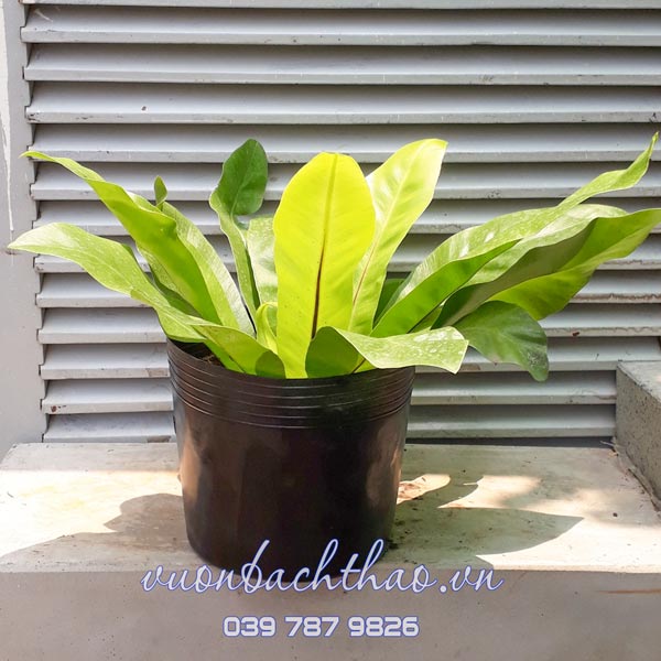 Cây Ráng Ổ Phụng