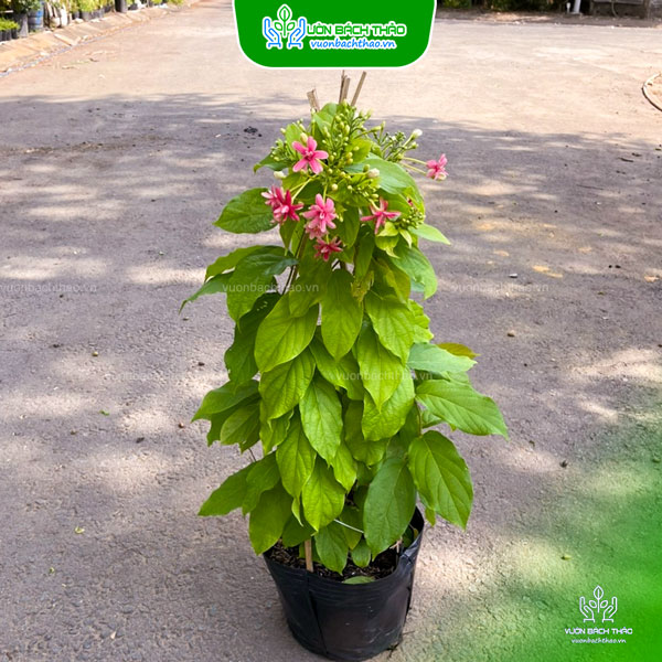 Cây Sử Quân Tử (Dây Giun)