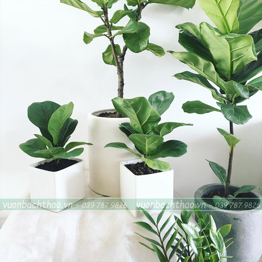 Cây Bàng Singapore Để Sàn