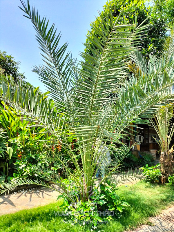 Cây Chà Là Ăn Quả Barhee Trồng Sân Vườn