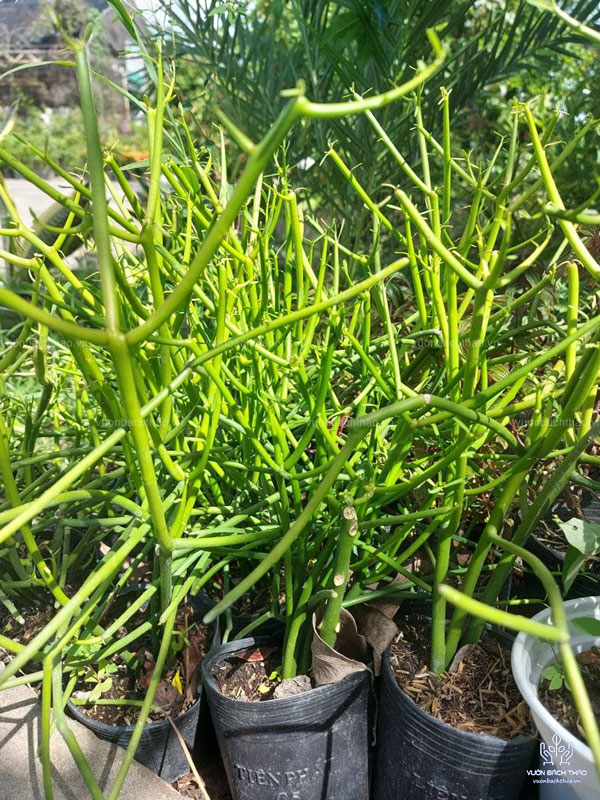 Cây Giao (Cây Xương Cá)