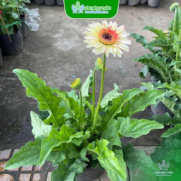 Cây Hoa Đồng Tiền