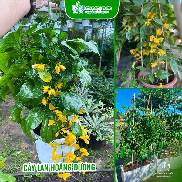 Cây Lan Hoàng Dương Chậu Treo