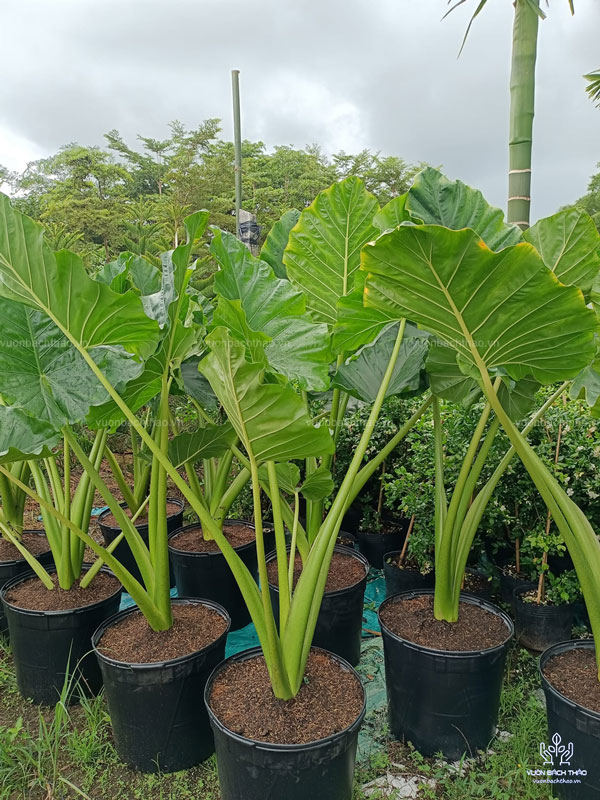 Cây Ráy Voi - Alocasia Macrorrhizos