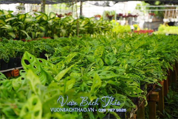 Cây Trầu Bà Cửa Sổ - Monstera Adansonii Var Adansonii