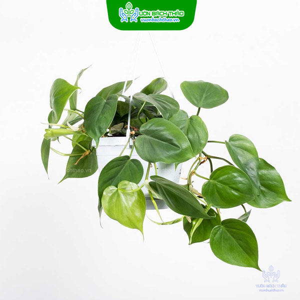 Cây Trầu Bà Lá Tim