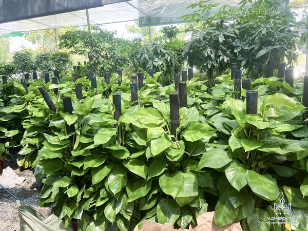 Cây Trầu Bà Leo Cột